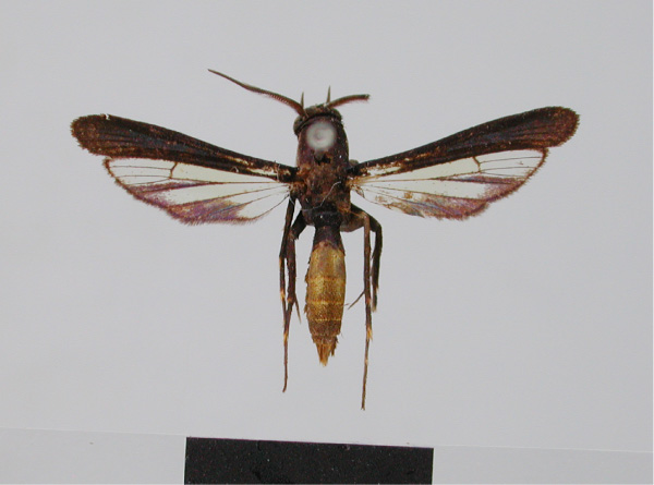 /filer/webapps/moths/media/images/A/aurea_Similipepsis_HT_ZMHB.jpg