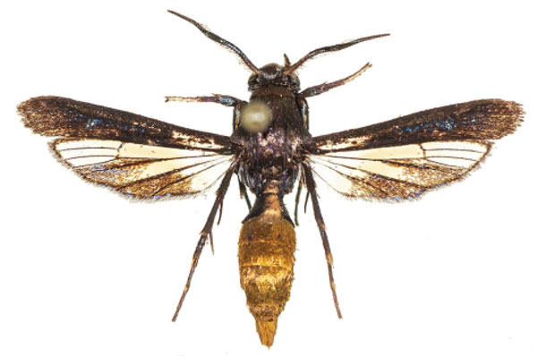 /filer/webapps/moths/media/images/A/aurea_Similisynagris_AM_COGMa.jpg
