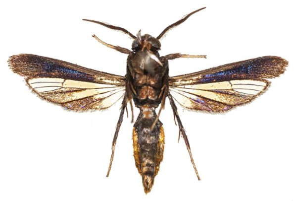/filer/webapps/moths/media/images/A/aurea_Similisynagris_AM_COGMb.jpg