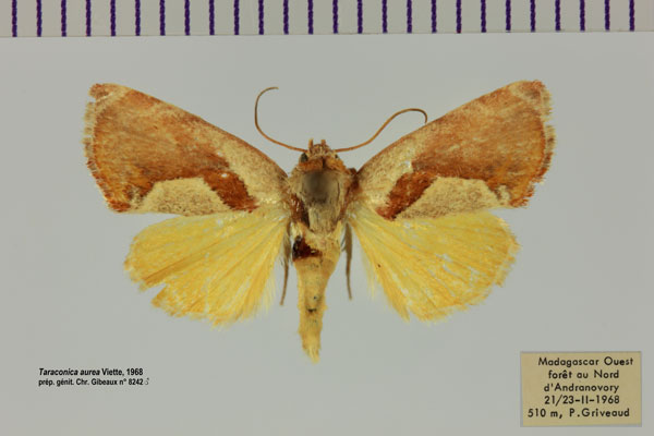 /filer/webapps/moths/media/images/A/aurea_Taraconica_AM_MNHN.jpg