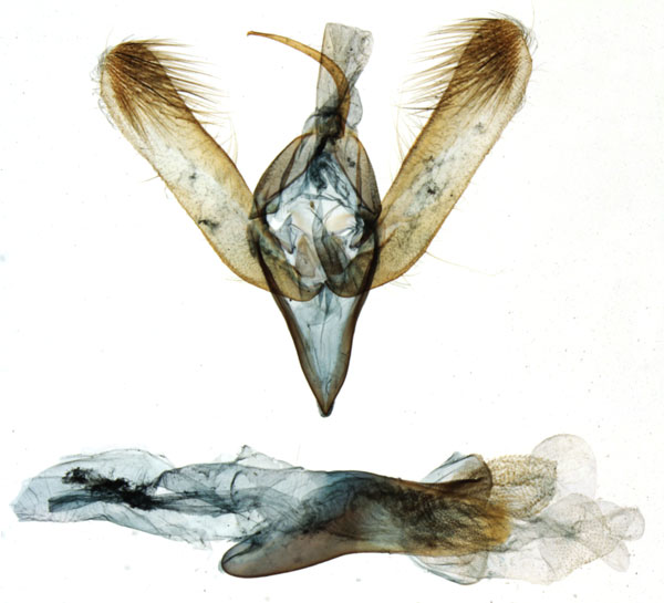 /filer/webapps/moths/media/images/A/aurea_Taraconica_GM_MNHN_8242.jpg