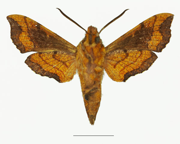 /filer/webapps/moths/media/images/A/aureata_Basiothia_AM_Basquinb.jpg