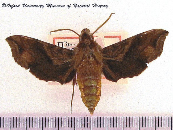 /filer/webapps/moths/media/images/A/aureata_Batiothia_AF_OUMNH.jpg