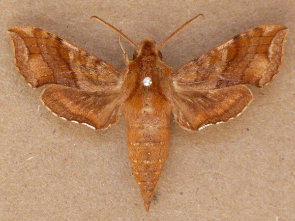 /filer/webapps/moths/media/images/A/aureata_Batiothia_A_Butler.jpg