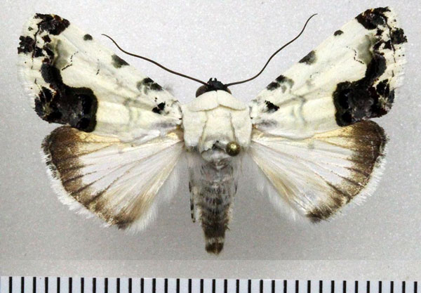 /filer/webapps/moths/media/images/A/aurelia_Acontia_AM_Fiebig.jpg