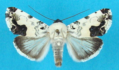 /filer/webapps/moths/media/images/A/aurelia_Aurelia_A_Legrain.jpg