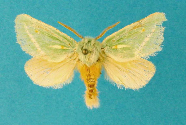 /filer/webapps/moths/media/images/A/aureliae_Taeda_HT_TMSA.jpg