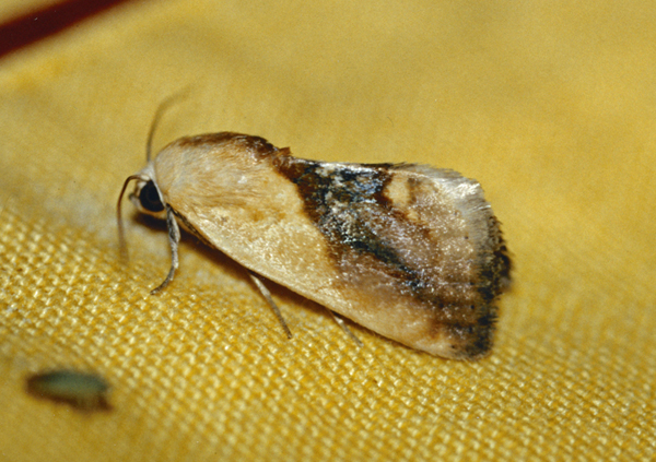 /filer/webapps/moths/media/images/A/aureola_Emmelia_A_Roland_01.jpg