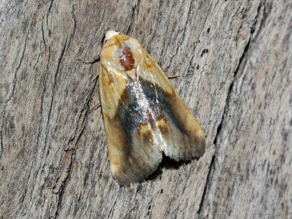 /filer/webapps/moths/media/images/A/aureola_Emmelia_A_Roland_01_4DHYjQf.jpg
