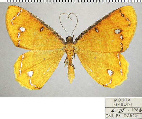 /filer/webapps/moths/media/images/A/aureola_Melinoessa_AF_ZSM_01.jpg