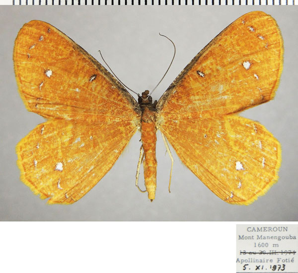 /filer/webapps/moths/media/images/A/aureola_Melinoessa_AF_ZSM_02.jpg