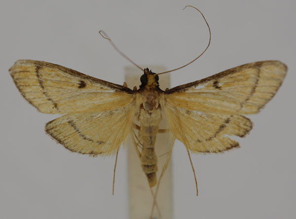 /filer/webapps/moths/media/images/A/aureolalis_Bradina_AF_BMNH.jpg