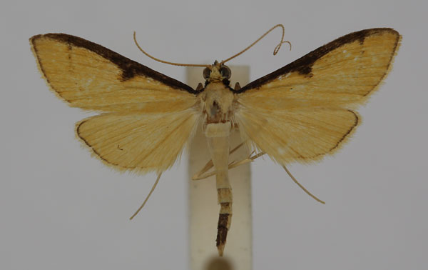 /filer/webapps/moths/media/images/A/aureolalis_Bradina_A_BMNH.jpg