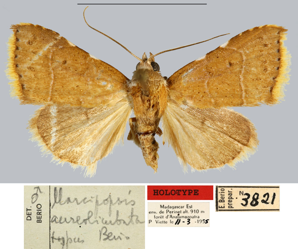 /filer/webapps/moths/media/images/A/aureolimbata_Marcipopsis_HT_MNHN.jpg