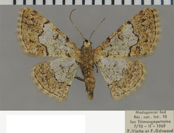 /filer/webapps/moths/media/images/A/aureomarginata_Zamarada_AF_ZSM.jpg