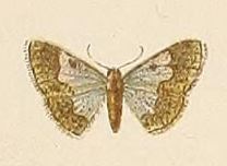 /filer/webapps/moths/media/images/A/aureomarginata_Zamarada_HT_Voeltzkow_6-06.jpg