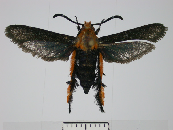 /filer/webapps/moths/media/images/A/aureosquamata_Melittia_A_SMNS.jpg