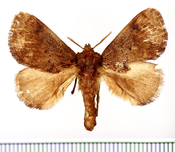 /filer/webapps/moths/media/images/A/auribasalis_Ctenolita_AM_BMNH_01.jpg