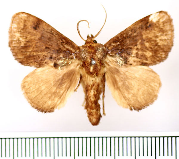/filer/webapps/moths/media/images/A/auribasalis_Ctenolita_AM_BMNH_02.jpg