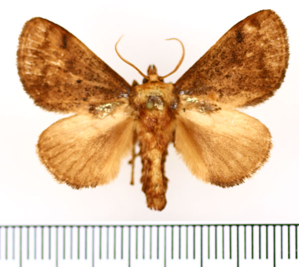 /filer/webapps/moths/media/images/A/auribasalis_Ctenolita_AM_BMNH_03.jpg