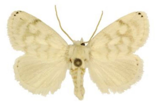 /filer/webapps/moths/media/images/A/auricincta_Niphadolepis_AM_ANHRT_01.jpg