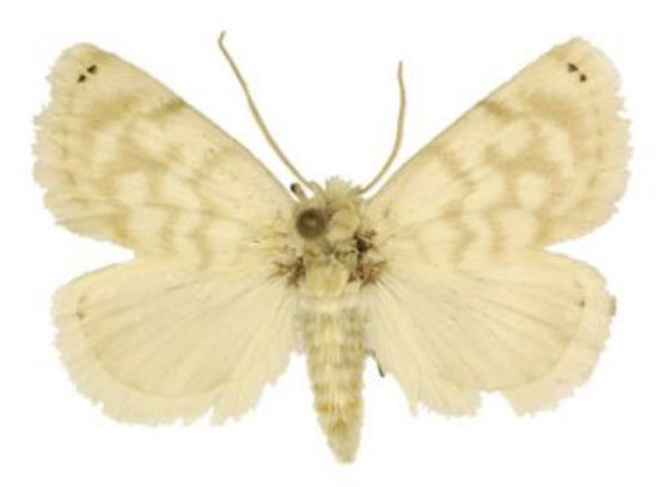 /filer/webapps/moths/media/images/A/auricincta_Niphadolepis_AM_ANHRT_02.jpg