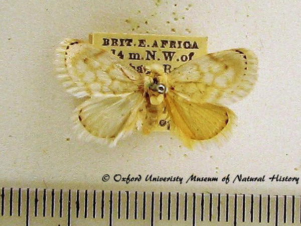 /filer/webapps/moths/media/images/A/auricincta_Niphadolepis_A_OUMNH.jpg