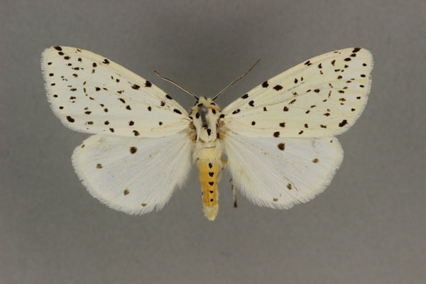 /filer/webapps/moths/media/images/A/auricinctum_Micralarctia_A_BMNH.jpg