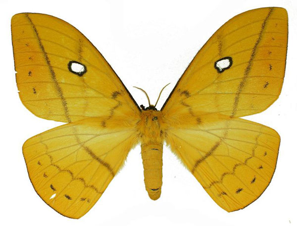 /filer/webapps/moths/media/images/A/auricolor_Maltagorea_AF_Basquin.jpg