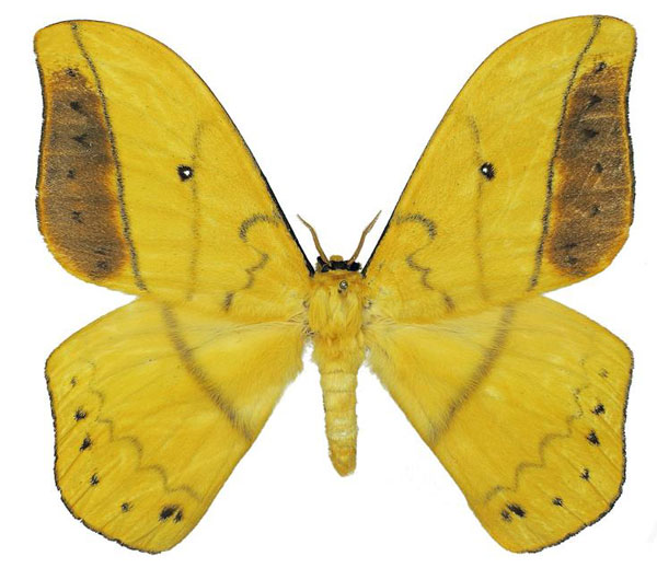 /filer/webapps/moths/media/images/A/auricolor_Maltagorea_AM_Basquin_01.jpg