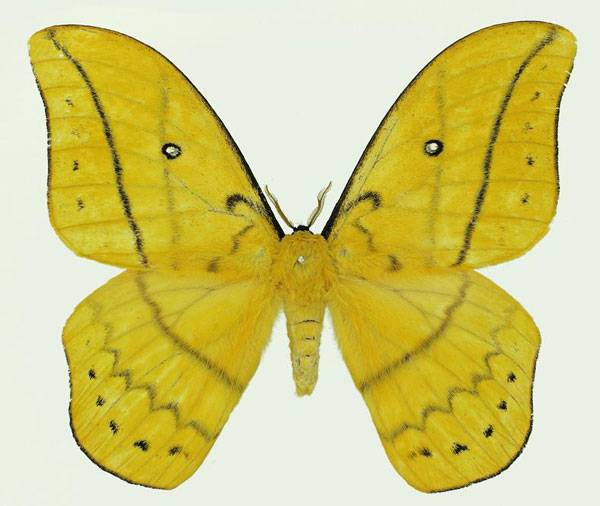 /filer/webapps/moths/media/images/A/auricolor_Maltagorea_AM_Basquin_02.jpg