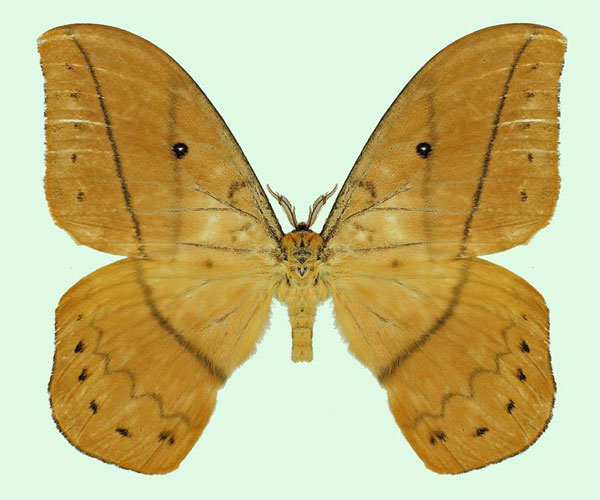 /filer/webapps/moths/media/images/A/auricolor_Maltagorea_AM_Basquin_03.jpg