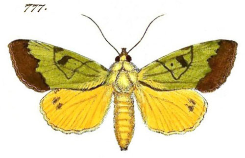 /filer/webapps/moths/media/images/A/auricularis_Noctua_ST_Hubner_165-777.jpg