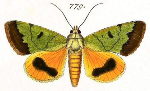 /filer/webapps/moths/media/images/A/auricularis_Noctua_ST_Hubner_165-779.jpg