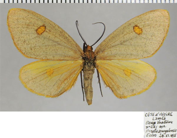 /filer/webapps/moths/media/images/A/auridisca_Geodena_AF_ZSMa.jpg