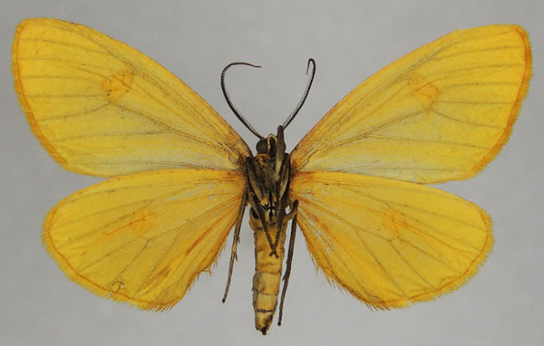 /filer/webapps/moths/media/images/A/auridisca_Geodena_AF_ZSMb.jpg