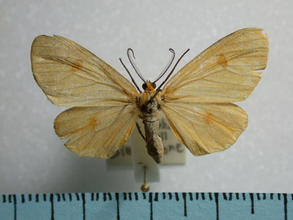 /filer/webapps/moths/media/images/A/auridisca_Geodena_A_Revell.jpg