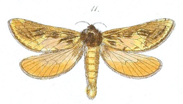 /filer/webapps/moths/media/images/A/aurifaber_Antihepialus_Felder_82_11.jpg