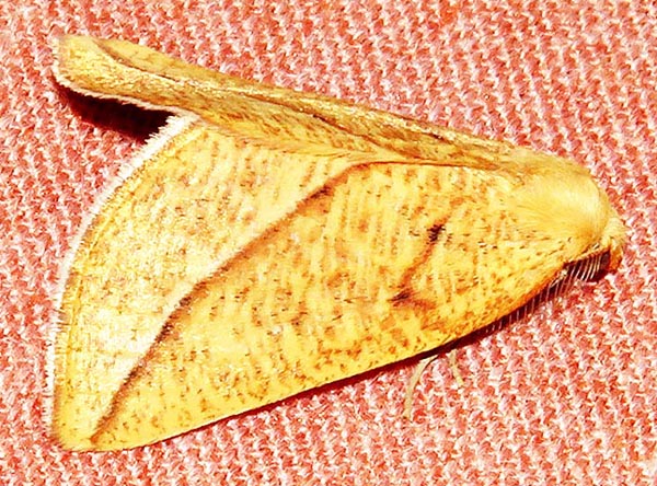 /filer/webapps/moths/media/images/A/aurifera_Drepanogynis_A_Braun_02.jpg