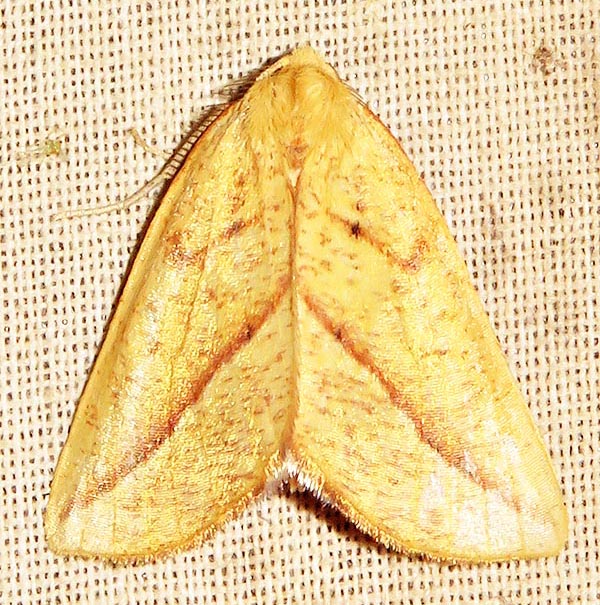 /filer/webapps/moths/media/images/A/aurifera_Drepanogynis_A_Braun_03.jpg