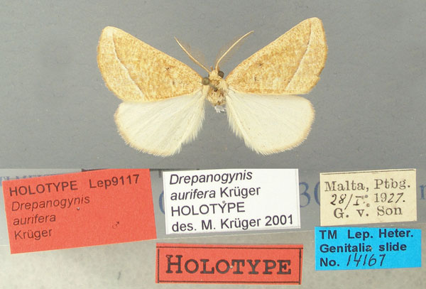 /filer/webapps/moths/media/images/A/aurifera_Drepanogynis_HT_TMSA.jpg