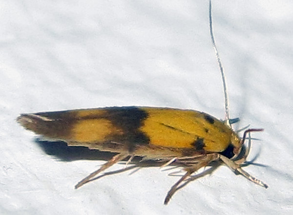 /filer/webapps/moths/media/images/A/auriferella_Stathmopoda_A_Bippus.jpg
