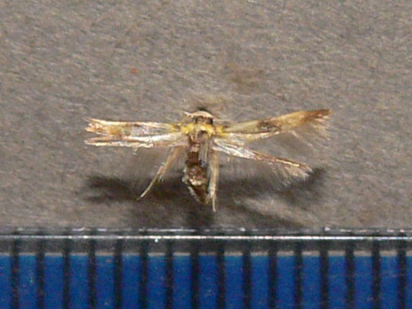 /filer/webapps/moths/media/images/A/auriferella_Stathmopoda_A_Goff_01.jpg