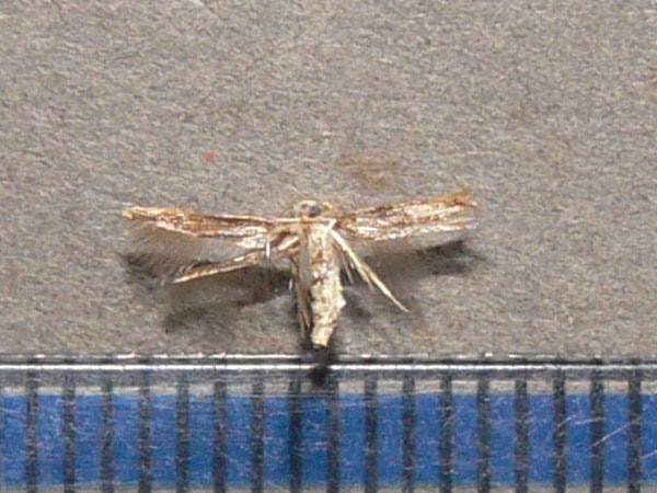 /filer/webapps/moths/media/images/A/auriferella_Stathmopoda_A_Goff_02.jpg