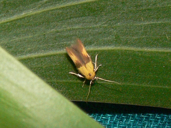 /filer/webapps/moths/media/images/A/auriferella_Stathmopoda_A_Goff_03.jpg