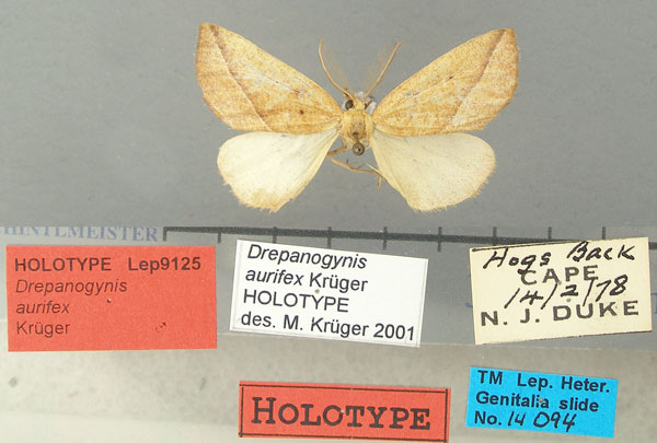 /filer/webapps/moths/media/images/A/aurifex_Drepanogynis_HT_TMSA.jpg