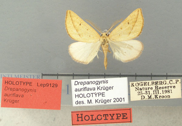 /filer/webapps/moths/media/images/A/auriflava_Drepanogynis_HT_TMSA.jpg