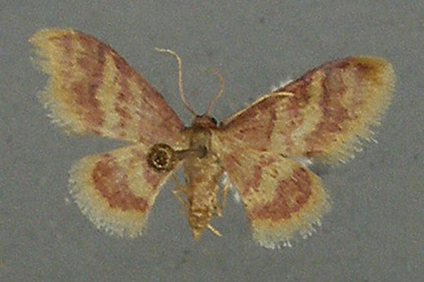/filer/webapps/moths/media/images/A/auriflua_Idaea_AF_TMSA.jpg