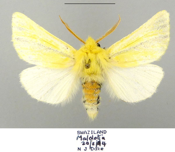 /filer/webapps/moths/media/images/A/aurifodinae_Antheua_AF_TMSA.jpg