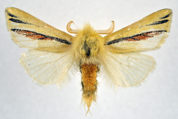 /filer/webapps/moths/media/images/A/aurifodinae_Antheua_AM_NHMO.jpg